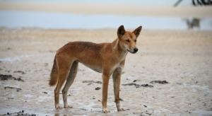 dingo